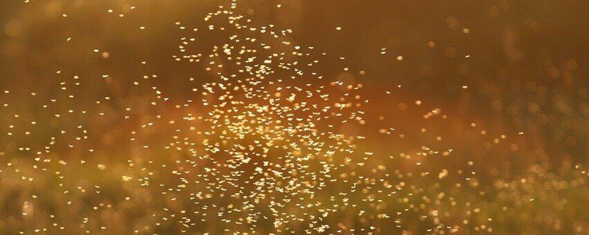 Komarci - Sputnik Srbija, 1920, 10.07.2023