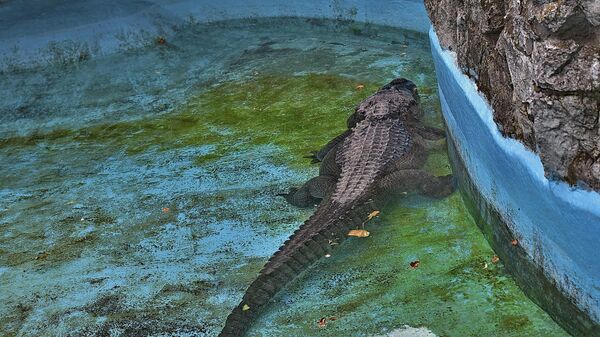 Aligator Muja u Zoološkom vrtu u Beogradu se smatra najstarijim živim pripadnikom svoje vrste na svetu - Sputnik Srbija