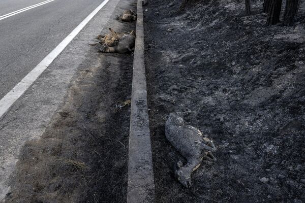 Неке од животиња изгубиле су борбу са ватреном стихијом. - Sputnik Србија