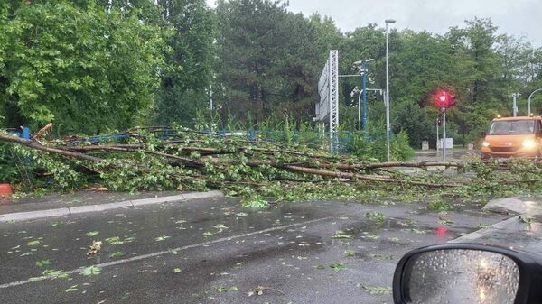 Дрво пало током олује на раскрсници код Студентског града на Новом Београду - Sputnik Србија