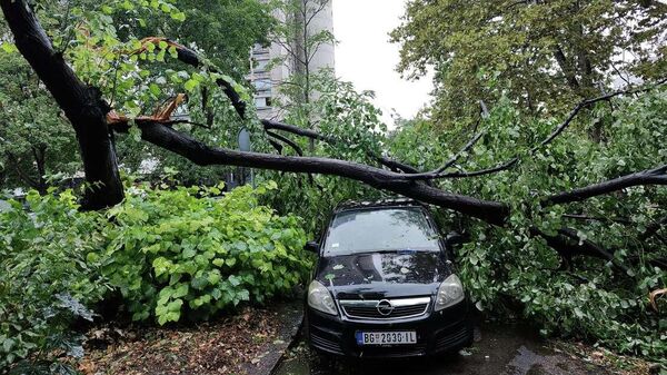 Drvo palo na automobil kod kule Geneks u bloku 33 na Novom Beogradu - Sputnik Srbija