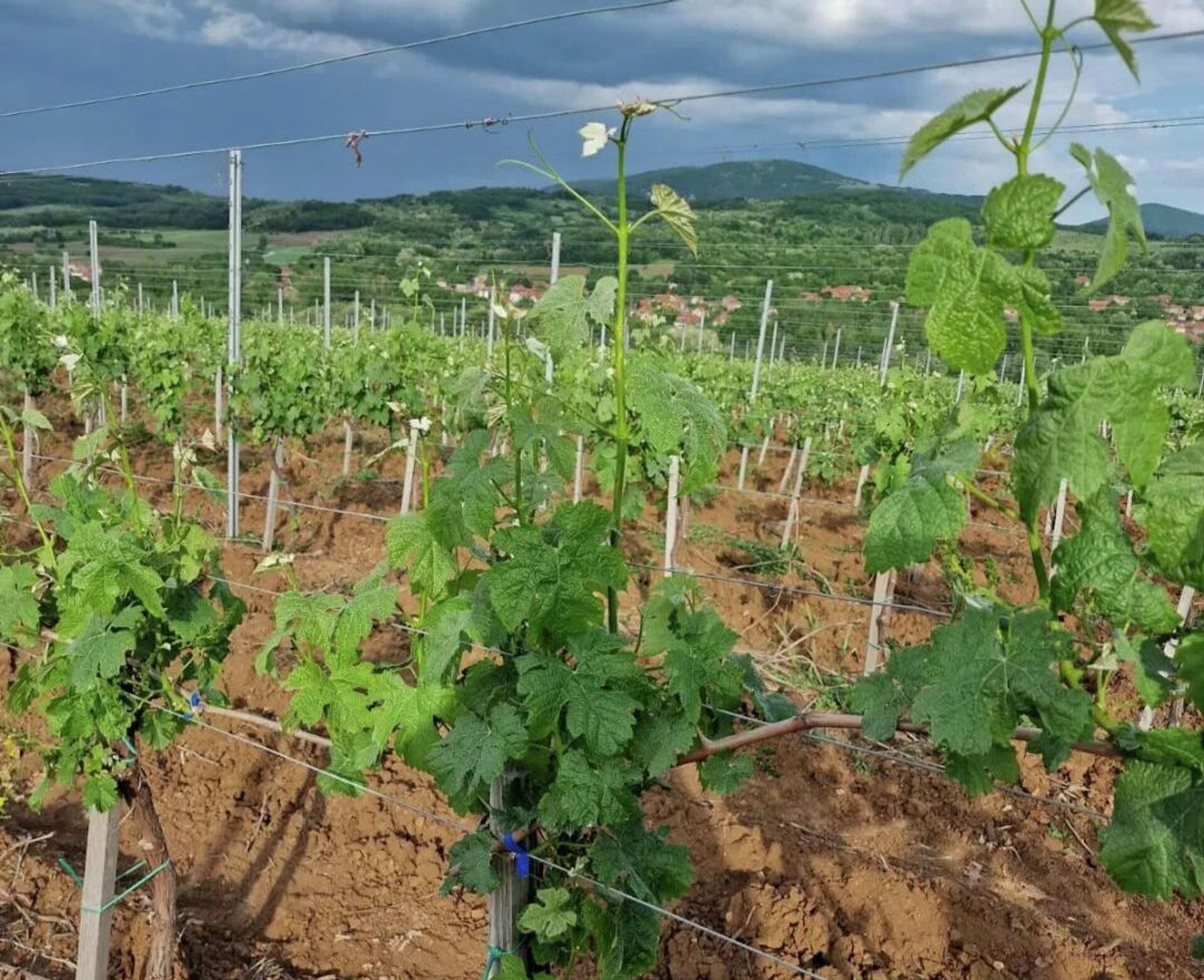 U mestu Velje Polje kod Niša zemljište i klimatski uslovi idealni su za sadnju vinograda - Sputnik Srbija, 1920, 06.08.2023