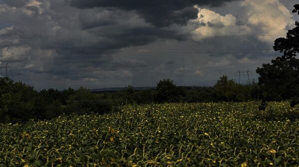 Kišni oblaci iznad polja suncokreta - Sputnik Srbija
