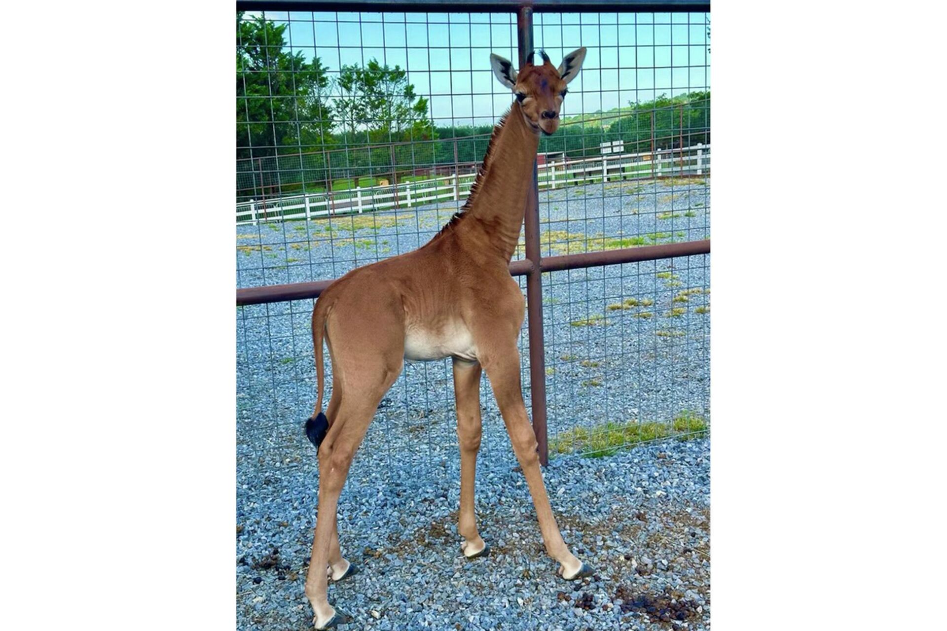 Žirafa bez pega - Sputnik Srbija, 1920, 23.08.2023