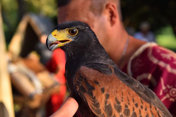 Sokolarstvo je lov pomoću sokolova i srodnih ptica grabljivica (jastreb, kobac, orao) i dresiranje ptica za lov. - Sputnik Srbija