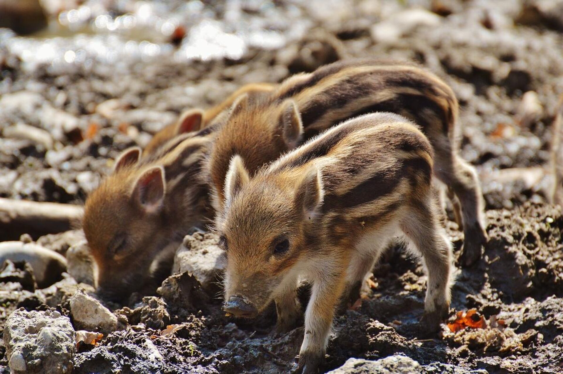 Divlje svinje - Sputnik Srbija, 1920, 25.09.2023