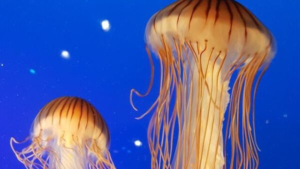 Meduze - Sputnik Srbija