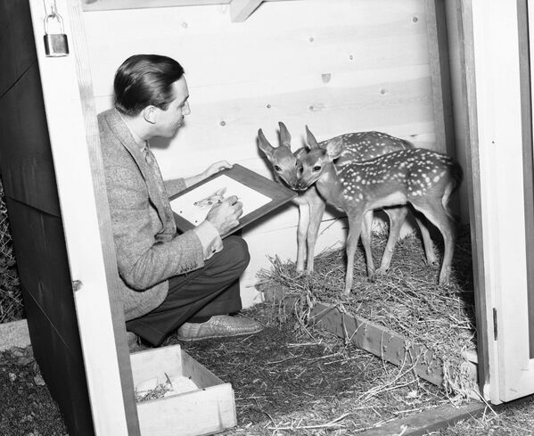 Volt Dizni skicira dva laneta stara 12 nedelja koji će biti modeli za junaka i heroinu Diznijeve nove produkcije, „Bambi“, u Holivudu, 1938. godine. - Sputnik Srbija