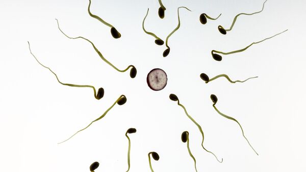 Сперматозоиди и јајна ћелија - Sputnik Србија