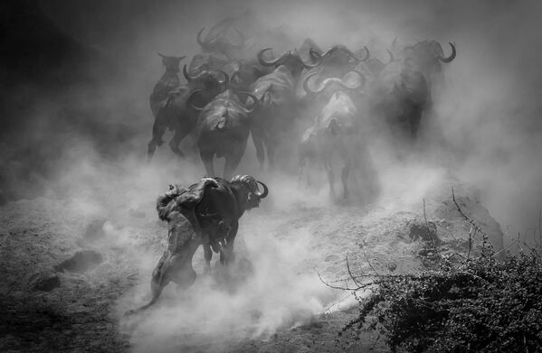 &quot;Последњи плес&quot;, фотографија Јенса Кулмана забележена у Зимбабвеу на којој је приказано стадо бивола на појилу, победила је у категорији Сисари на такмичењу Европски фотограф дивљих животиња 2023.   - Sputnik Србија