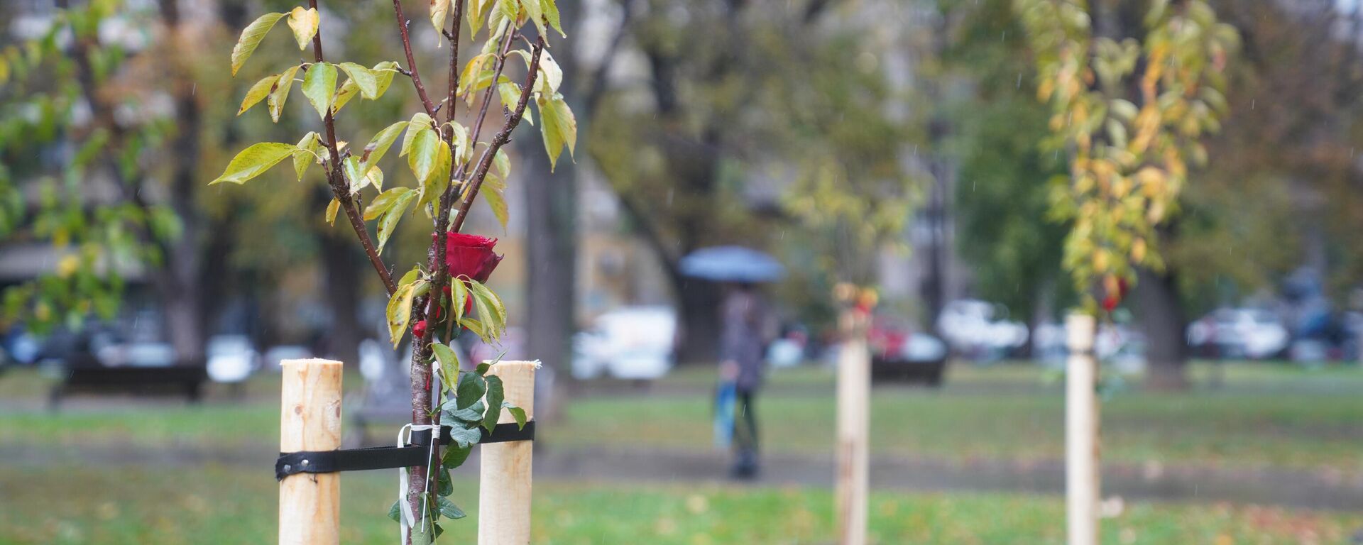 Посађено 10 садница јапанске трешње у парку Мали Таш, у знак сећања на настрадале 3. маја у тој школи. - Sputnik Србија, 1920, 03.11.2023