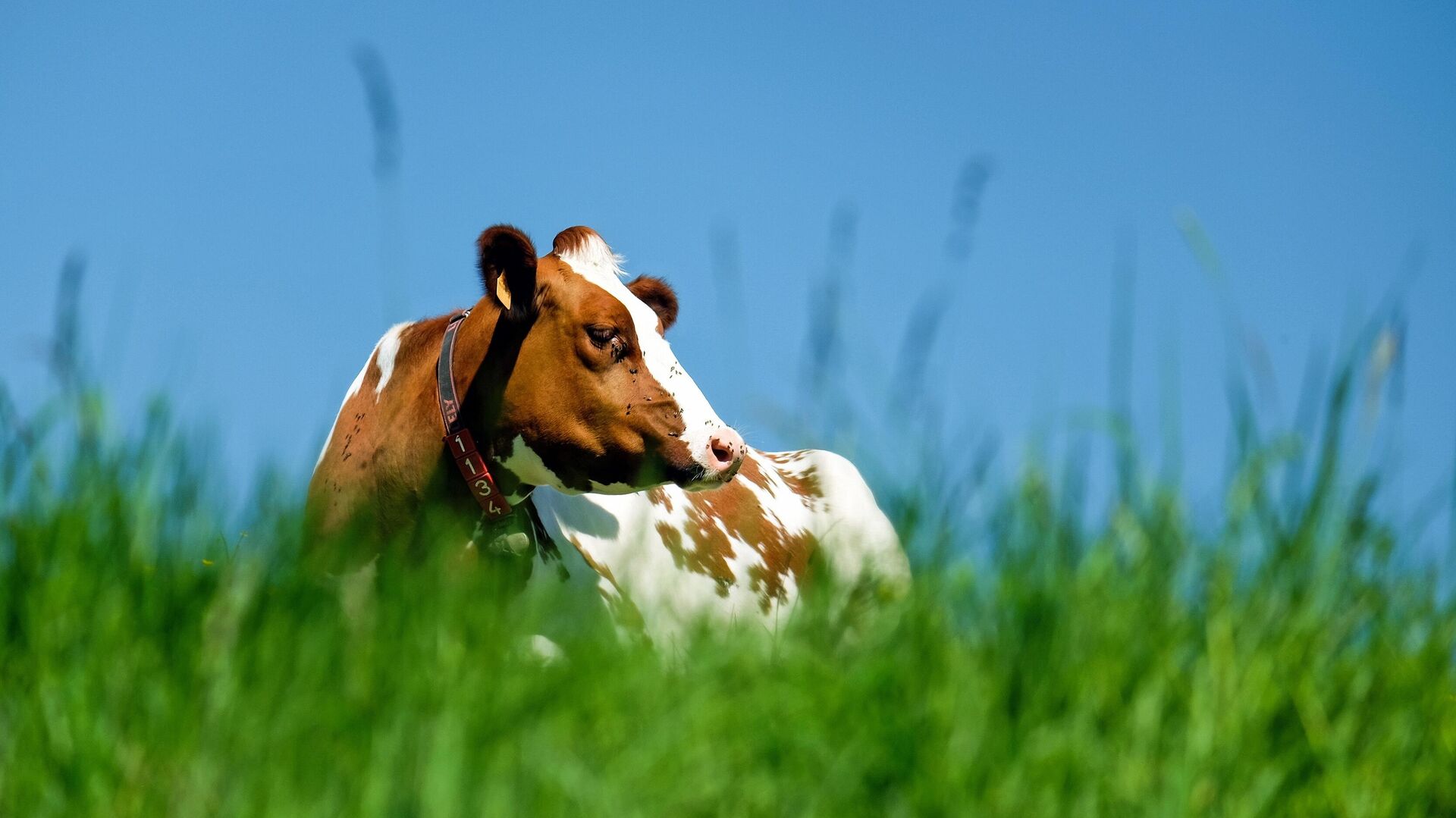 Учёные выросли супер - корова: дает в 20 раз больше молока и устойчива к жаре и болезням