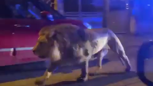 Лав на улицама италијанског града Ладисполија - Sputnik Србија