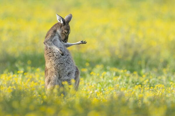 Победничка фотографија такмичења The Comedy Wildlife Photography Awards 2023 – „Ер гитар ру“, кенгур који положајем тела делује као да свира гитару. - Sputnik Србија