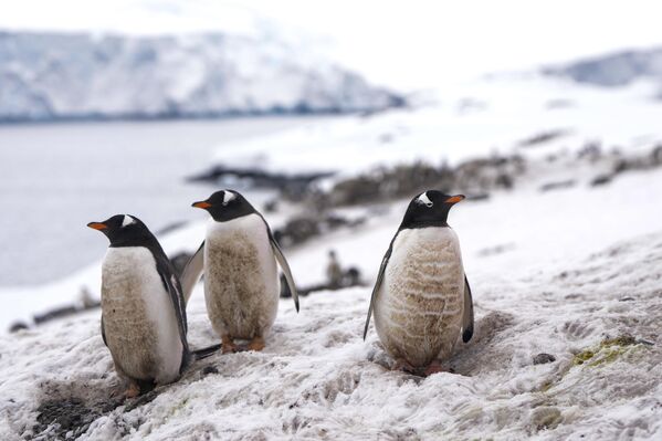 Пингвини стоје на санти леда у близини чилеанске базе на Антарктику - Sputnik Србија