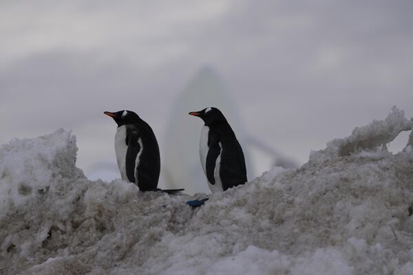 Пингвини, којих има много уз обале Антарктика, сматрају се обалским животињама, а не копненим. - Sputnik Србија