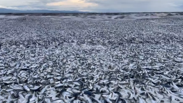Nekoliko hiljada tona uginule ribe se pojavilo na obalama Japana: Uzrok nepoznat  - Sputnik Srbija