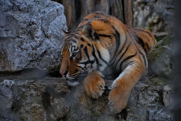 Jedna od najčudesnijih i najpoznatijih životinja koje šetaju Zemljom, bengalski tigrovi su veličanstveni i retki  - Sputnik Srbija