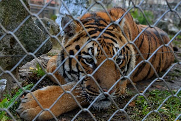 Kada je loše vreme, vrata od zatvorenog dela predviđenog za tigrove su otvorena pa oni mogu da biraju hoće li da uđu unutra da se greju ili da budu napolju - Sputnik Srbija