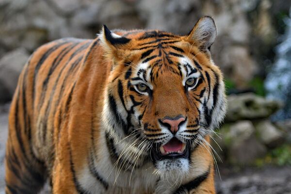 Za razliku od Tomeka, ženka bengalskog tigra je kao osmomesečno mladunče u Vrt dobre nade stigla prošle godine ali je vremenom izrasla u pravu lepoticu, za sada bezimenu - Sputnik Srbija