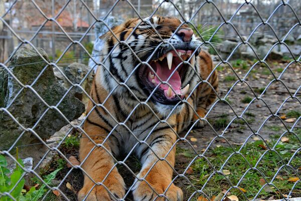 Za razliku od ženke, koja ne obraća pažnju na posetioce Zoo vrta, mužjak bengalskog tigra rikom daje do znanja da se njegovom kavezu ne približavaju previše blizu - Sputnik Srbija