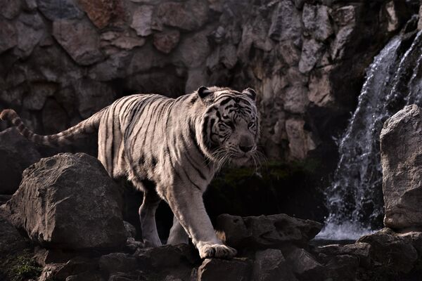 Beli tigrovi su zapravo Bengalski tigrovi, a ne posebna vrsta, nastala u Sibiru, kako ljudi pretpostavljaju. Oni svoju neobičnu boju krzna duguju genetskoj modifikaciji koja sprečava crvene i žute pigmente da krzno oboje u standardno narandžasto - Sputnik Srbija