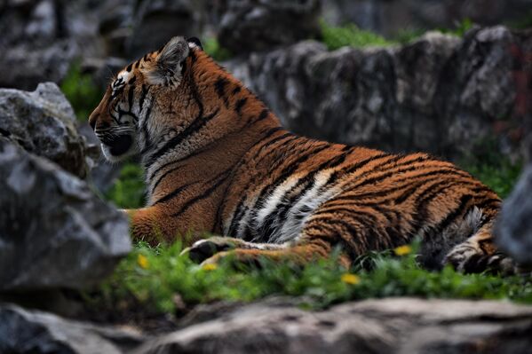 Pruge, neponovljive i jedinstvene kod svakog tigra, nalaze se ne samo na krznu nego i na koži - Sputnik Srbija