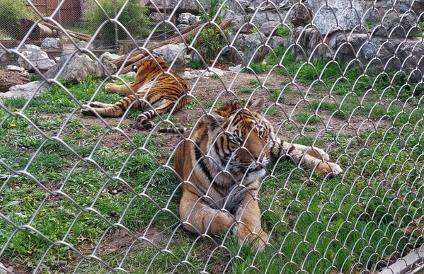 Par mladih bengalskih tigrova, koji je iz Zoološkog vrta u Jagodini stigao u Beo zoo vrt početkom proleća, vrlo brzo se odomaćio  - Sputnik Srbija