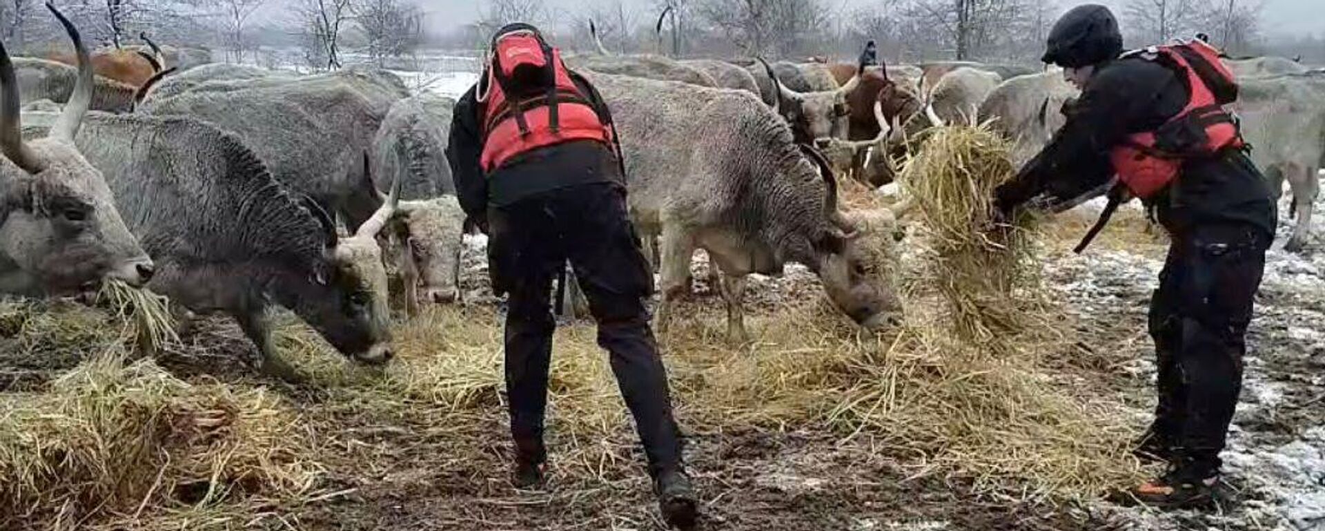 Pripadnici MUP-a Srbije odneli hranu životinjama zarobljenim na Krčedinskoj adi - Sputnik Srbija, 1920, 08.01.2024