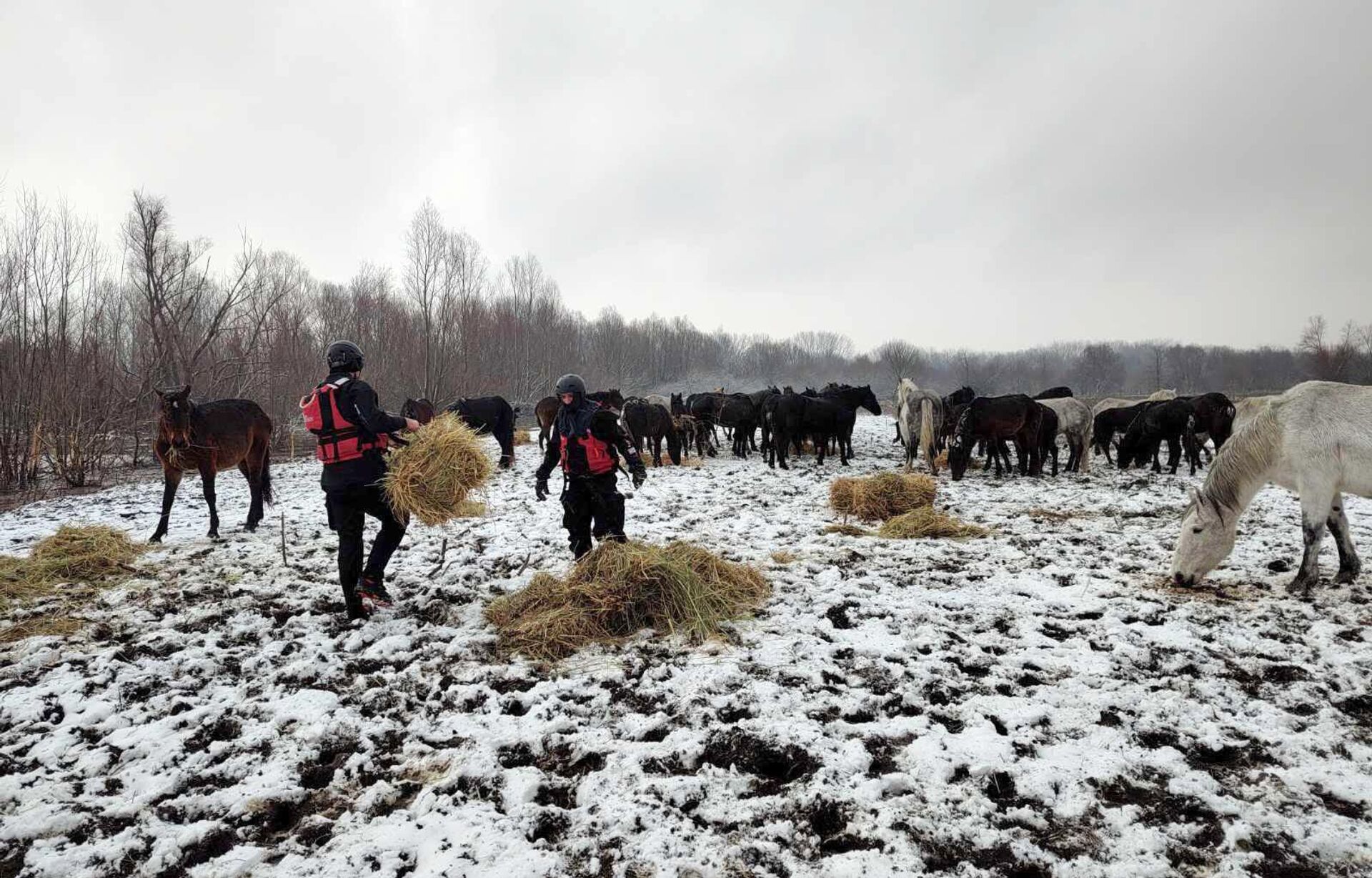 Pripadnici MUP-a Srbije odneli hranu životinjama zarobljenim na Krčedinskoj adi - Sputnik Srbija, 1920, 08.01.2024