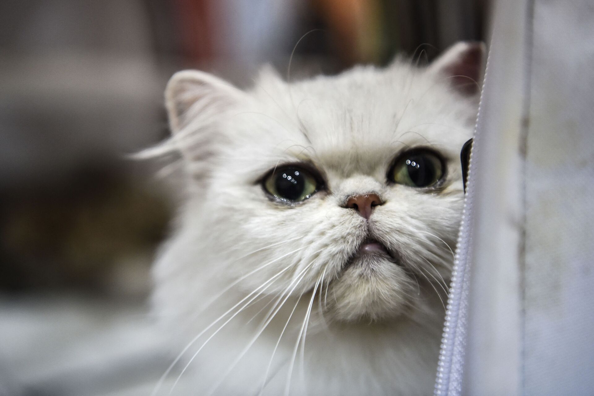 Кошка породы экзотическая короткошерстная на котошоу в Стамбуле  - Sputnik Србија, 1920, 19.01.2024
