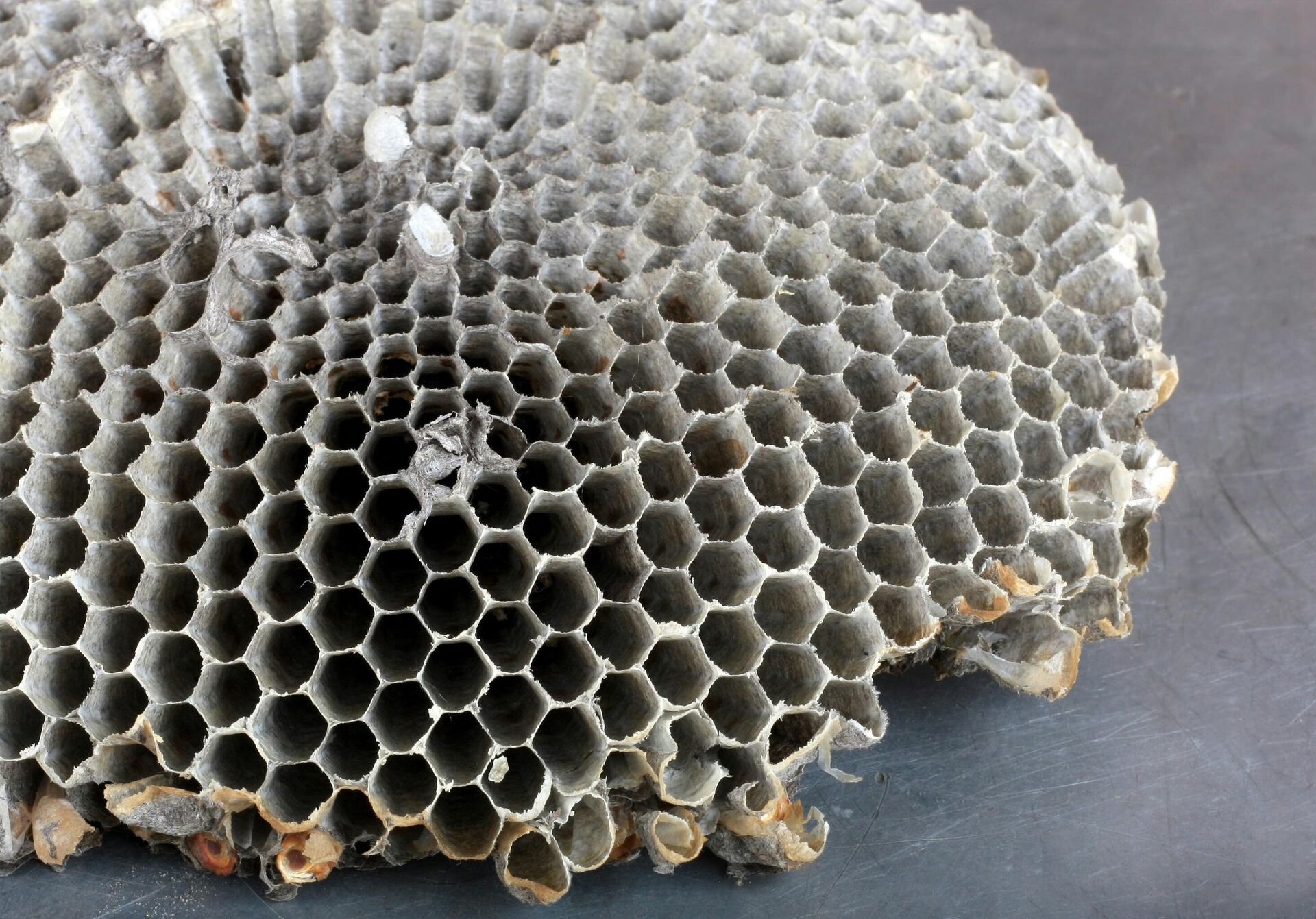 Кошница - Sputnik Србија, 1920, 07.04.2025