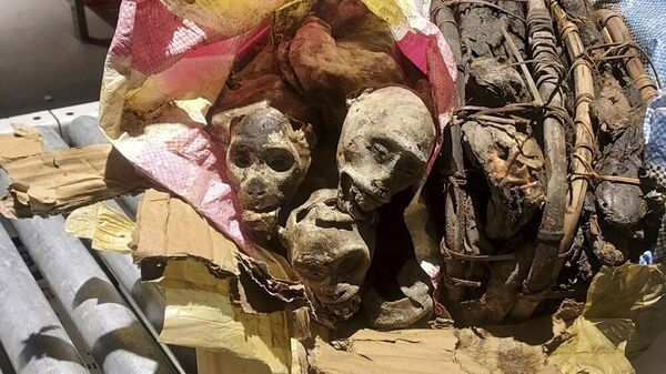 Mumificirani ostaci majmuna otkriveni u prtljagu putnika iz DR Kongo pre sletanja na bostonski Aerodrom - Sputnik Srbija