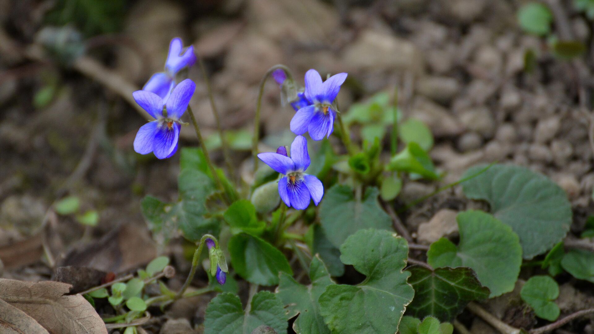 Дивља љубичица Дивља љубичица - Sputnik Србија, 1920, 20.05.2025