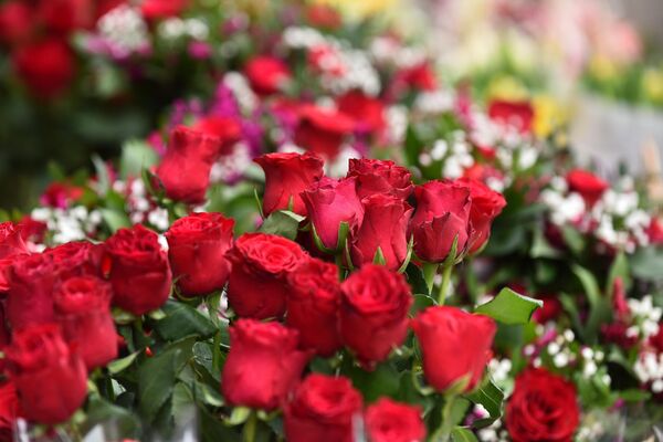 Ruže su najčešći izbor cveća koje se poklanja za osmi mart - Sputnik Srbija