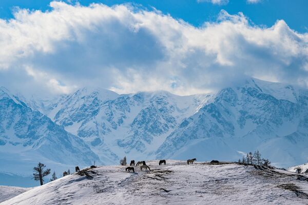 Коњи пасу на планини у региону Кош-Агач у Републици Алтај. - Sputnik Србија