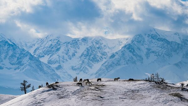 Лошади пасутся на горе в Кош-Агачском районе Республики Алтай - Sputnik Србија