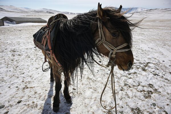 Konj u planinama u Republici Altaj. - Sputnik Srbija