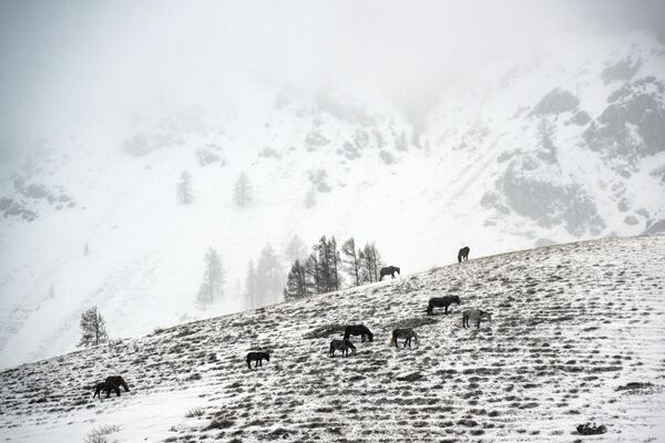 Коњи пасу на планини у снежној мећави у Улаганском округу у Републици Алтај. - Sputnik Србија