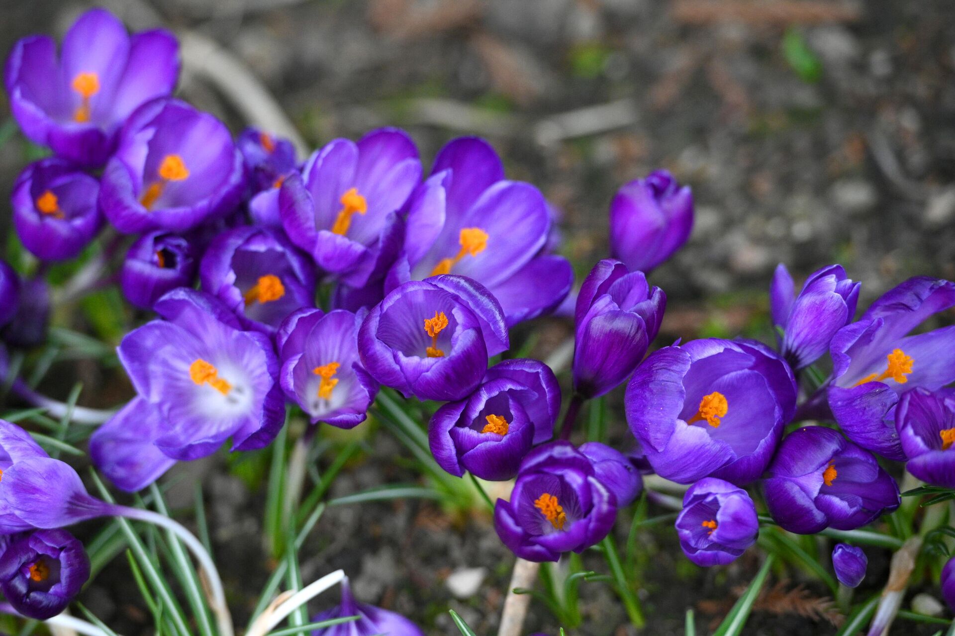 Cvetenie vesennih rasteniй v Soči - Sputnik Srbija, 1920, 18.08.2025