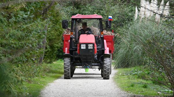 Uborka ot suhoй listvы territorii parka Юžnыe kulьturы v Soči - Sputnik Srbija