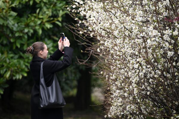 Жена фотографише процветало дрво у парку у Сочију. - Sputnik Србија