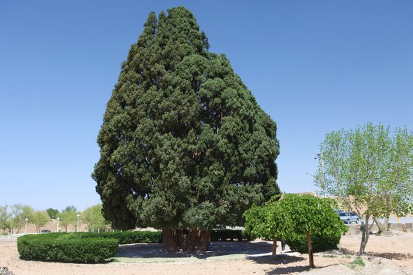 Чемпрес Абаркух (Zoroastrian Sarv) је 4.000 и више година старо дрво чемпреса које се налази у граду Абаркух у Ирану. - Sputnik Србија