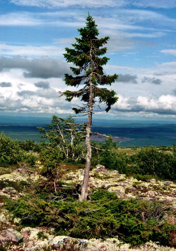 Надземни део биљке живи не више од 600 година, али је старост кореновог система одређена коришћењем радиокарбонског датирања и генетске анализе. У планинама Фулу откривено је 20 стабала смрче старих преко 8.000 година.. Стари Тјико (9.550 година) је дрво  у Шведској за које се тврди да је најстарије дрво на свету, по старости свог кореновог система. Видљиви део је много млађи. То је норвешка оморика. - Sputnik Србија