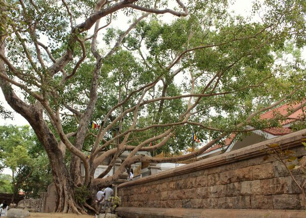 Према легенди, ово дрво је узгојено из изданка дрвета Будности, под којим је Буда достигаопросветљење. Засађен 288. године пре нове ере (2312 година). Sri Maha Bodhi је уплашено дрво будиста. Оно се сматра најстаријим засађеним дрветом од стране човека. - Sputnik Србија