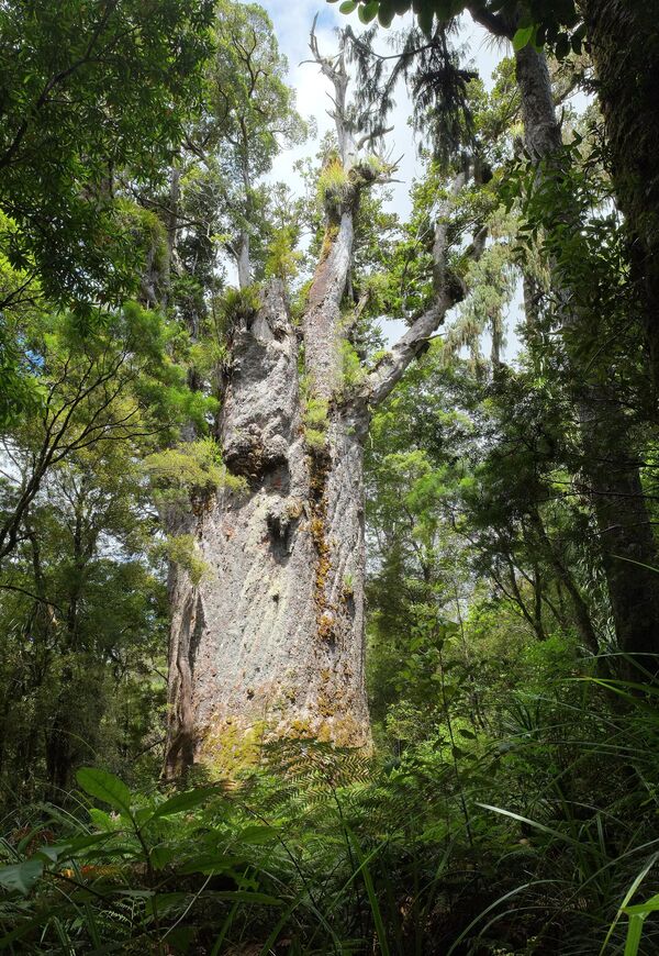 Te Matua Ngahere- &#x27;Отац шуме&#x27;, најстарије каури дрво, за које се процењује да је старо преко 1.500 година, а неке процене сугеришу и до 3.000 година, и налази се на Новом Зеланду. Његово масивно дебло има пречник од 5 метара и обим од преко 16 метара. Дебло је високо 10 метара, а укупна висина дрвета је 30 метара. - Sputnik Србија