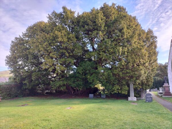 Drevna tisa u Langernivu u Severnom Velsu, drvo staro između 4 i 5 hiljada godina. - Sputnik Srbija