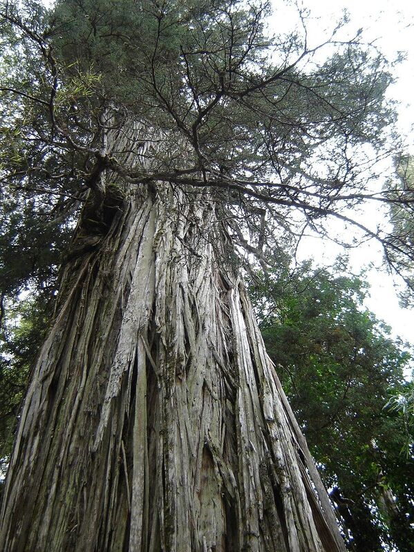 „Alerce milenario“, дрво лоцирано у Националном парку Лос Алеркес у Аргентини, старо отприлике 2.600 година, високо је 57,5 метара, и пречника 2,3 метра. - Sputnik Србија