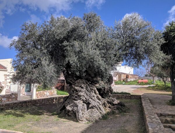 Фотографија више од 2.000 година старе маслине Воувеса у селу Ано Воувес на Криту, Грчка. - Sputnik Србија