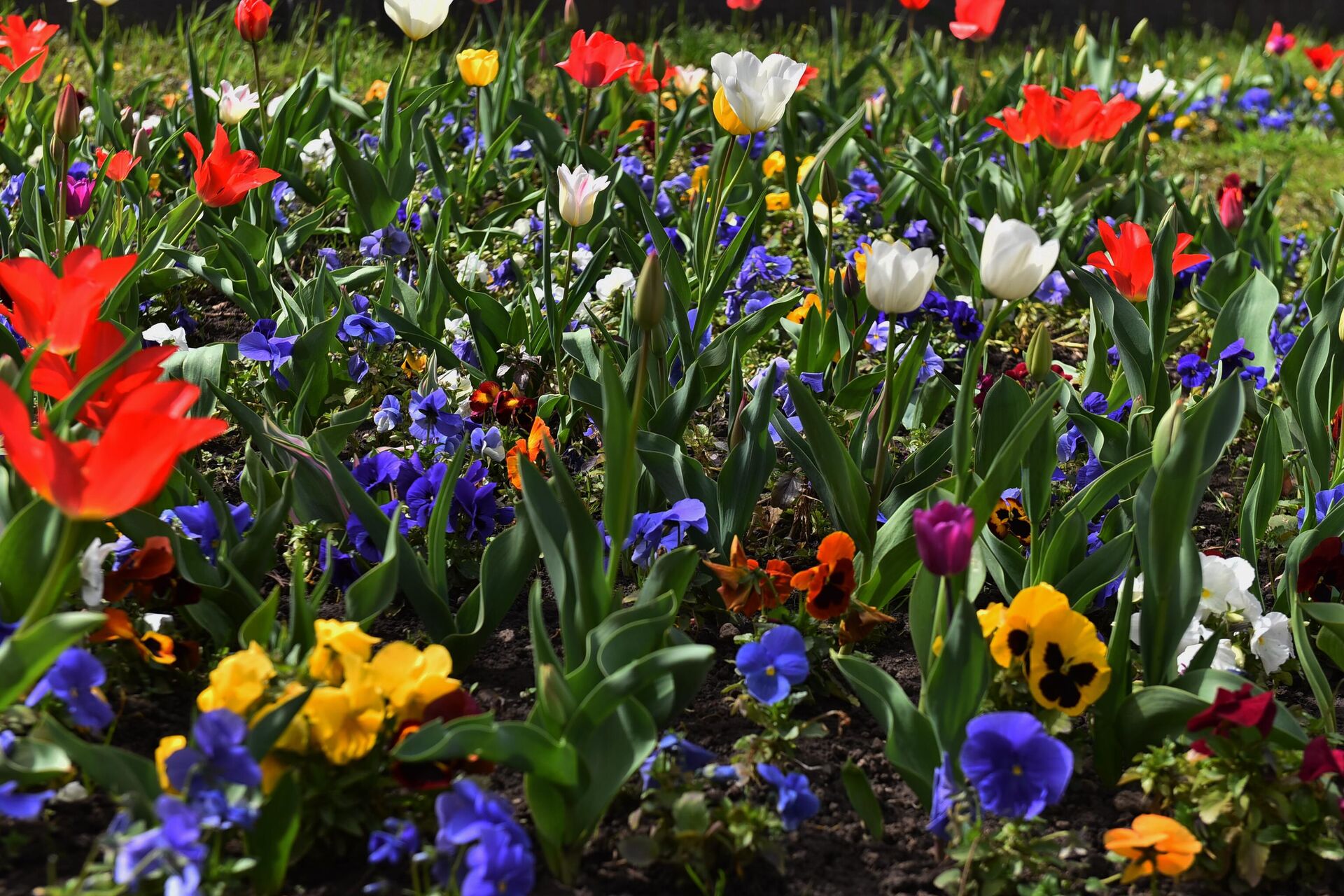 Цветне леје у једном од  градских паркова - Sputnik Србија, 1920, 30.04.2025